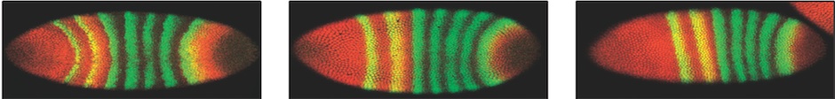 The expression of genes in Drosophila embryos is patterned in stripes across the length of the embryo according to gradients established in the egg. Image adapted from [Bergmann et al. PLOS Biology, 2007](http://www.plosbiology.org/article/info%3Adoi%2F10.1371%2Fjournal.pbio.0050046) 