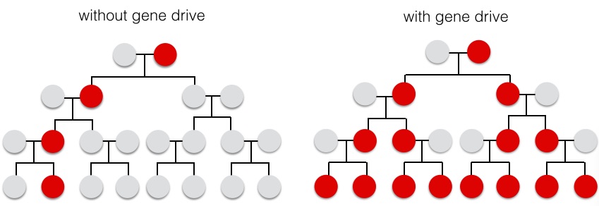 Without a gene drive, the engineered trait (red) will only pass to half of the offspring. With a gene drive, the engineered trait passes on to 100% of the offspring and rapidly spreads through the population.