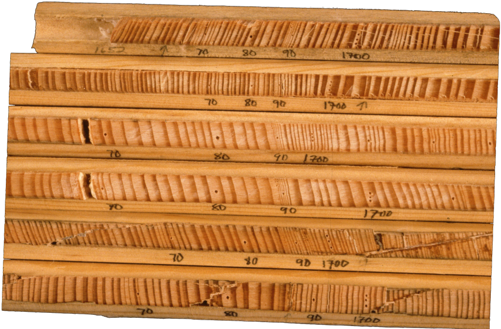 Dendrochronology and tree-ring dating consists in establishing a count of tree-rings that excludes the presence of double and missing rings by pattern-matching. Image: © Henri D. Grissino-Mayer, The University of Tennessee, Knoxville.