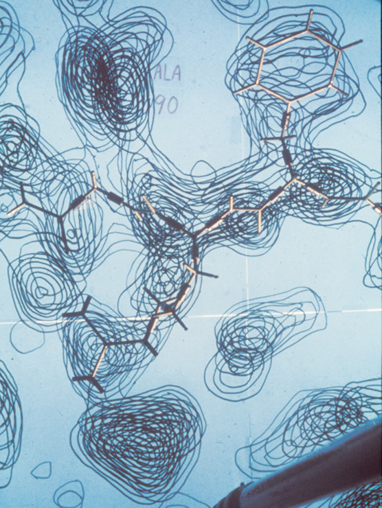 A contour drawing showing the shape of Staph nuclease. Drawing contours onto a clear piece of plastic or glass was one technique the Richardsons used before developing the ribbon diagrams.