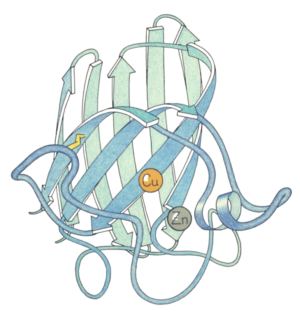 Ribbon drawing of superoxide dismutase crystal structure by Jane Richardson.