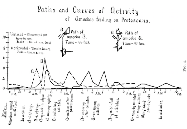 graph showing activity patterns of the amoeba