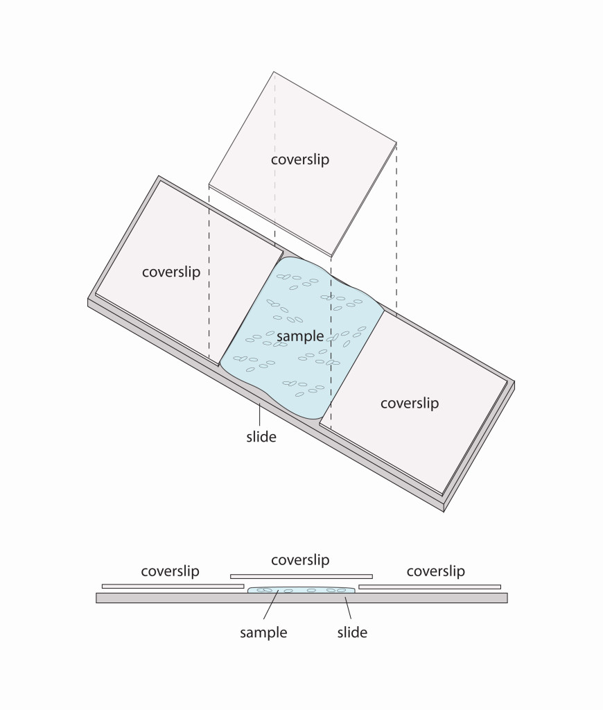 Schematic of how embryos are placed on the microscope slide