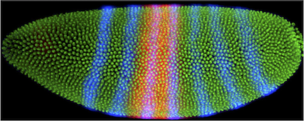 A fruit fly embryo stained using the in situ hybridization protocol.