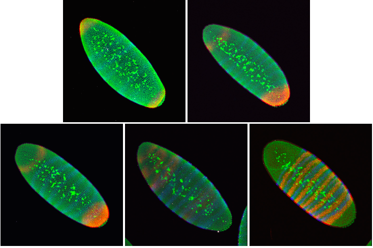 Embryos from different <em>in situ</em> hybridization experiments” width=”734″ height=”489″ class=”alignnone size-full wp-image-583″ /></p>
</ol>
<p><em>In situ</em> hybridization is used in labs all over the world on many different animals and plants to understand how different cell types are made. In flies, it has revolutionized our understanding of how just a handful of master proteins can lay down the body plan of an animal in just a few short hours. Many of these proteins are used throughout the animal kingdom during development to create a complicated adult animal from a single cell. We owe much of our understanding of human development to the fruit fly and their tiny football-shaped embryos.</p>
    
    <div id=