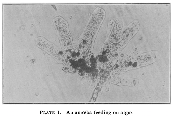 An amoeba feeding on algae