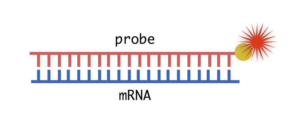 schematic of RNA probe binding