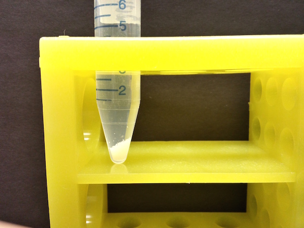 Test tube holding fruit fly embryos