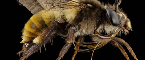 USGS Bee Monitoring and Inventory Lab