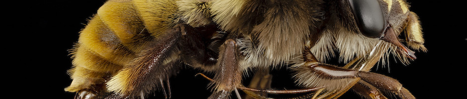 USGS Bee Monitoring and Inventory Lab