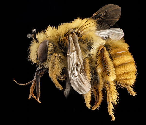 USGS Bee Monitoring and Inventory Lab