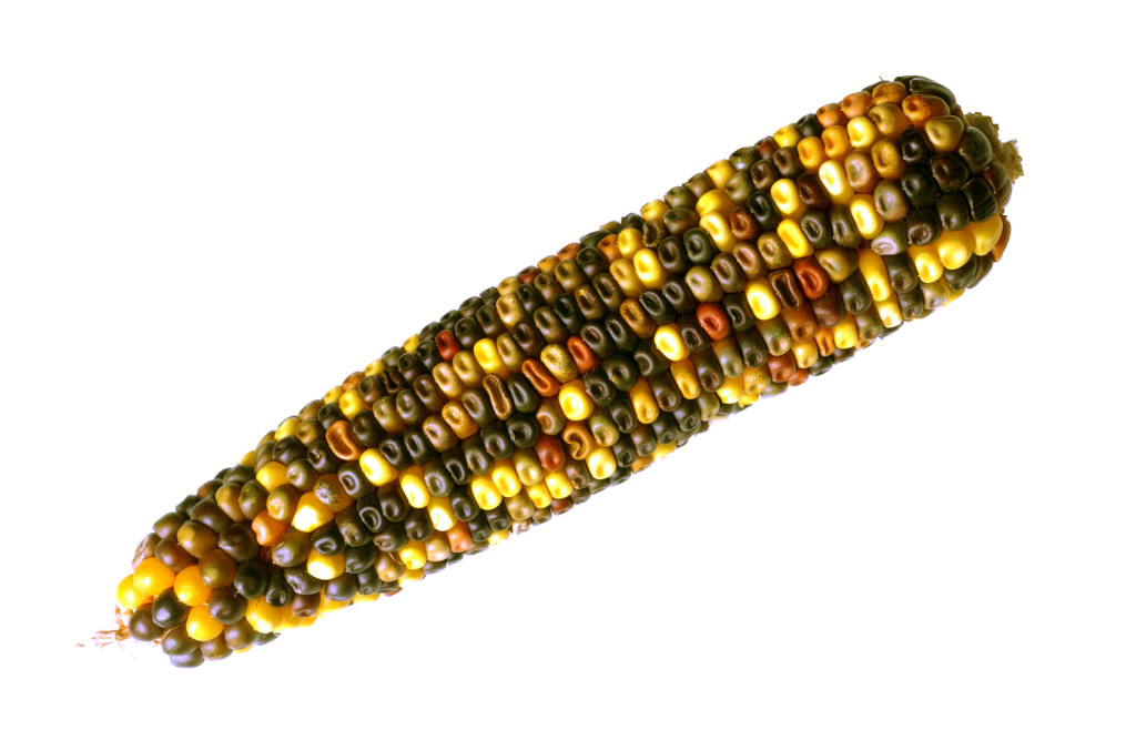 CSIRO_ScienceImage_3498_Maize_or_corn