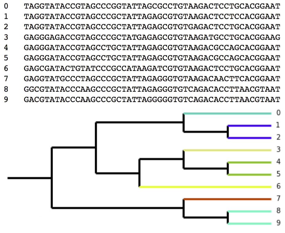Clustering: Ten sequences clustered at 96% similarity Colors on the branches denote OTUs (seven OTUs total, three with two sequence representatives and four composed of a single sequence).